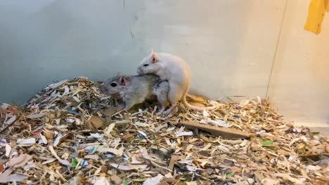 Male-Gerbil-Chasing-Female-Gerbil-During-Mating-Inside-The-Cage