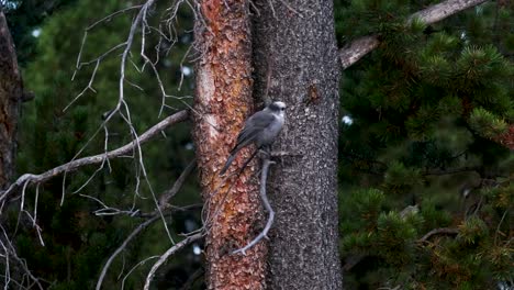 Bird-hops-on-tree-branch-then-flies-away