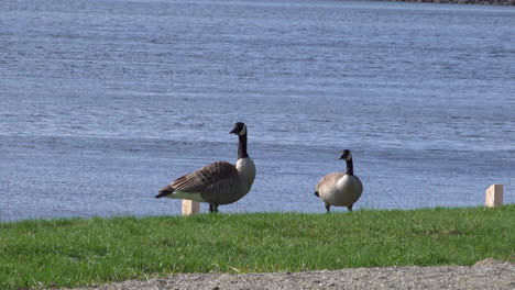 Canada-Goose-on-a-lake