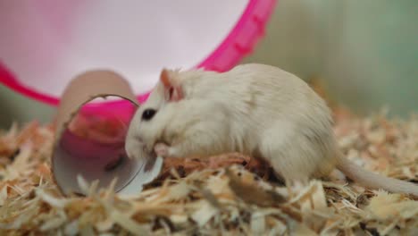 Süßer-Hamster-Beißt-Eine-Taschentuchrolle-Vor-Dem-Rad-Im-Käfig