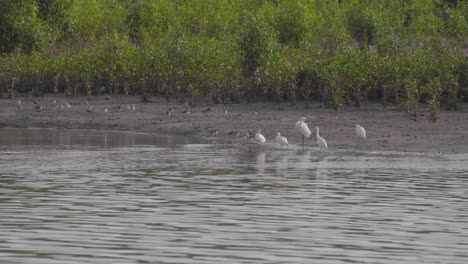 Group-of-little-egrets,-terek-sandpipers-and-redshanks-perched-and-moving-on-riverside-in-low-tide-of-mangrove-mudflats,-Parit-Jawa,-Malaysia