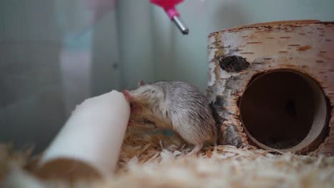 Furry-Gerbil-With-A-Toilet-Roll-Next-To-A-Loghouse-In-A-Cage