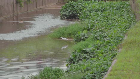 Little-Egret-walking-in-a-pond-water