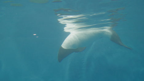 Delfines-De-Commerson-Nadando-En-Un-Tanque-De-Agua-En-El-Acuario-Sendai-Umino-mori,-Japón---Primer-Plano