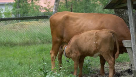 A-brown-calf-drinks-milk-and-sucks-on-the-udders-from-its-mother-cow