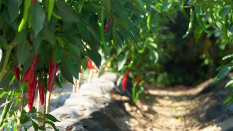 Red-spicy-pepper-crop-plants-in-the-garden-at-sunset-close-up