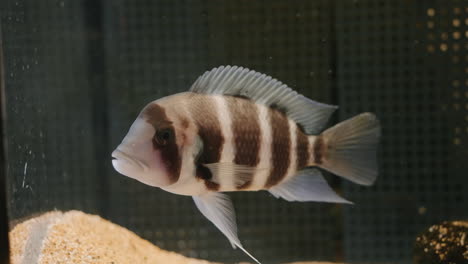 Humphead-Cichlid-Fish-At-Umino-Mori-Aquarium-In-Sendai,-Miyagi-Prefecture,-Japan