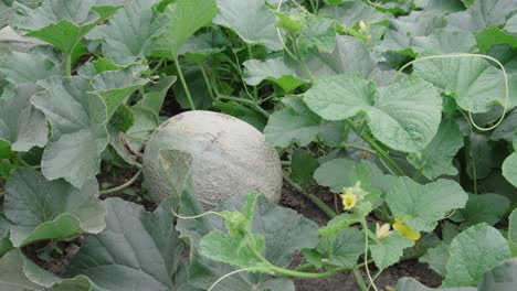 Gardener-Checks-On-Cantaloupe-Fruit-Before-Harvesting-In-The-Garden