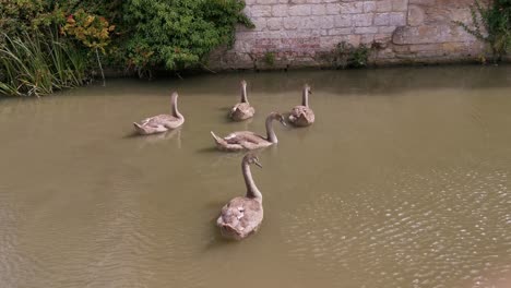 cute-and-large-swans-in-a-muddy-lake-under-an-old-bridge,-the-shot-is-a-tripod-shot-and-the-location-is-the-famous-kennet-and-avon-canal-near-to-bath-city-in-the-united-kingdom,-video-shot-on-sony-cam