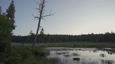 Schöner-Sonnenaufgang-In-Einer-Algonquin-Parksumpfwaldlandschaft,-Reiseziel-Kanada
