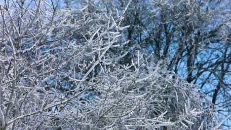 A-smooth-steady-view-of-tree-branches,-frozen-and-covered-in-a-thick-layer-of-ice-after-a-winter-storm