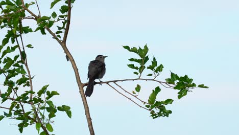 A-catbird-sitting-on-a-branch-preening-its-feathers