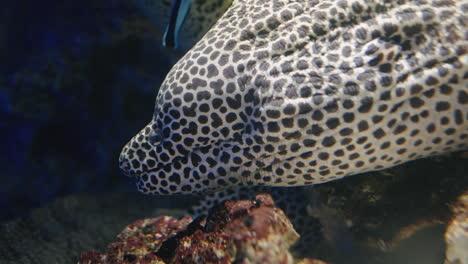 Close-Up-View-Of-Spotted-Moray-At-Sendai-Umino-Mori-Aquarium-In-Japan