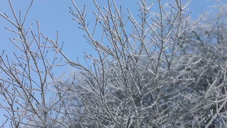 A-smooth-steady-view-of-tree-branches-completely-encased-and-frozen-in-ice-from-a-winter-storm