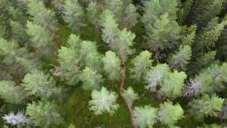 Aerial-top-view-of-summer-green-trees-in-forest-in-Innlandet-Norway