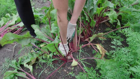 Farmer-Hands-Pulling-Out-Headed-Red-Beet-On-An-Organic-Plantation