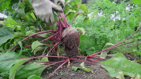 Person-Harvesting-Garden-Beetroot-By-Pulling-Out-By-Hand-With-Gloves