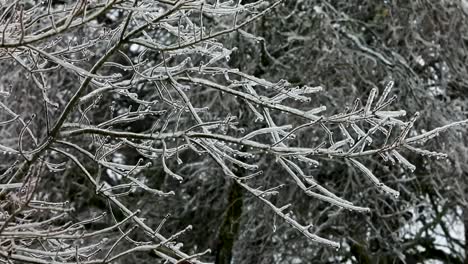 A-Smooth-steady-view-of-tree-branches-coated-in-very-cold-ice-after-a-storm,-creating-a-winter-wonderland