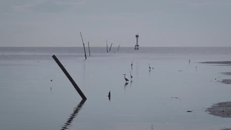 Gruppe-Von-Reihervögeln-Im-Seichten-Wasser-Vor-Der-Küste