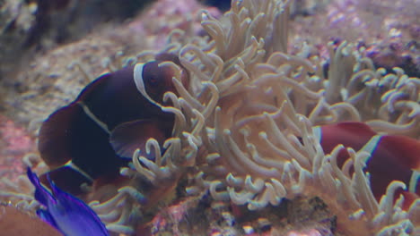 Maroon-Clownfish-On-Sea-Anemone-At-Umino-Mori-Aquarium-In-Sendai,-Japan