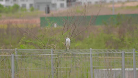 Little-Egret-standing-on-steel-fence-and-takes-flight