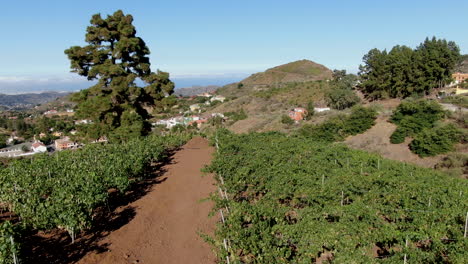 Luftaufnahme-Von-Weinbergen,-Die-An-Einem-Großen-Baum-Vorbeiziehen,-Weinberge-Auf-Der-Insel-Gran-Canaria
