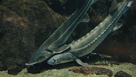 Sturgeons-Swimming-In-Clear-Water-With-Corals-At-Sendai-Umino-Mori-Aquarium-In-Miyagi,-Japan