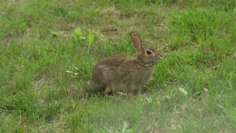 Portrait-Of-A-Wild-Bunny-Rabbit,-Beautiful-Animal-Of-Canada