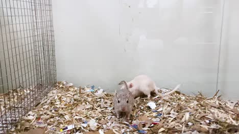 Aggressive-Male-Gerbil-Following-Female-Gerbil-During-Breeding-Inside-The-Cage