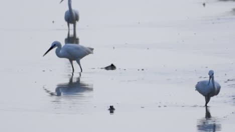 Little-Egret-preys-on-mudskipper-in-mudflats