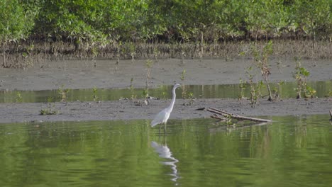 Great-Egret-standing-in-a-shallow-water-with-mangrove-wetland-background