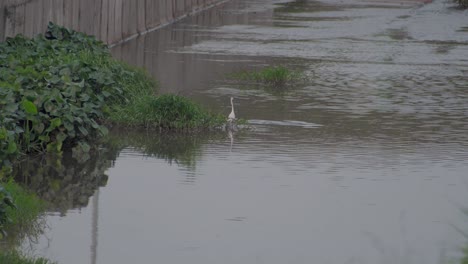 Little-Egret-walking-in-a-pond-water