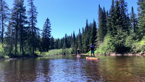 Two-stand-up-paddleboarders-drifting-lazily-down-a-river-past-pine-tree-river-banks-on-a-clear-blue-day