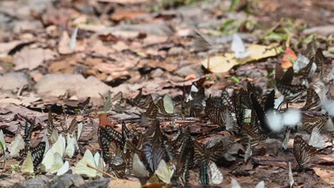 Dark-Blue-Tiger-Butterfly,-Tirumala-septentrionis,-and-some-Lemon-Migrant,-Catopsilia-pomona-Kaeng-Krachan-National-Park,-UNESCO-World-Heritage,-Thailand