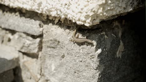 lizard-on-the-sideof-a-stone-wall,-runs-down