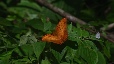 Seen-on-a-leaf-and-then-a-another-one-arrives-and-take-offs-while-other-butterflies-fly-around