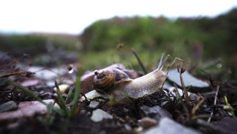 Slow-Snail-enjoys-outdoors-after-rainy-day