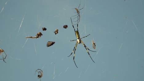 Trichonephila-Clavata---Joro-Spider-Resting-On-Its-Web-With-Its-Prey