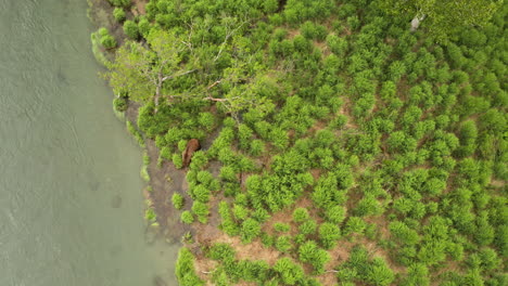 Aerial-footage-of-a-Brown-Bear-emerging-from-the-forest-alongside-a-riverbank