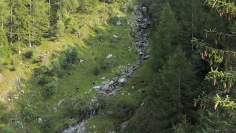 drone-aerial-view-of-a-herd-of-mountain-goats-grazing-in-the-valley-surrounded-by-forest-in-the-italian-alps,-rock-river