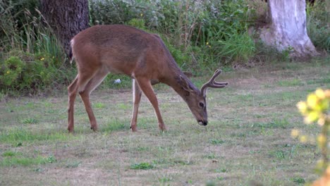 Black-tail-deer-buck-grazing-in-meadow,-side-view,-molting
