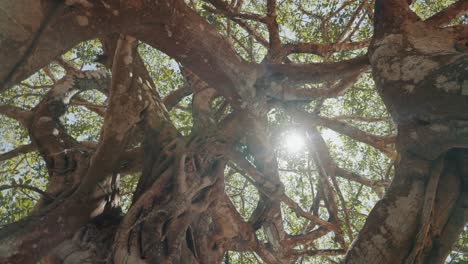 Old-Ficus-tree-in-Costa-Rican-Jungle,-sun-bursting-through-canopy