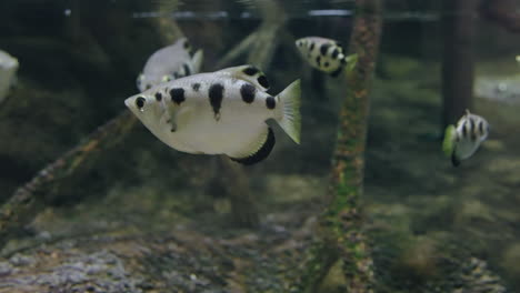 Schützenfische-Schwimmen-In-Klarem-Wasser-Im-Umino-Mori-Aquarium-In-Sendai,-Japan