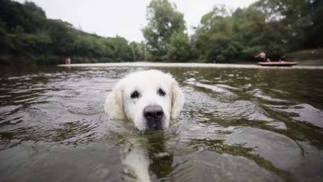 Lindo-Cachorro-Golden-Retriever-Nadando-En-El-Río
