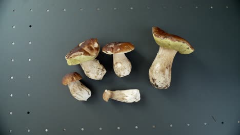 Porcini-Mushrooms-harvest-on-a-black-Table,-Boletus-Edilus,-close-up