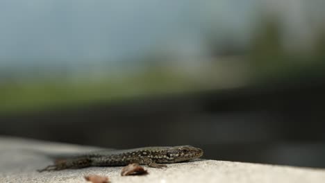 closeup-of-a-lizard-breathing-on-top-of-a-wall,-nature-in-the-background