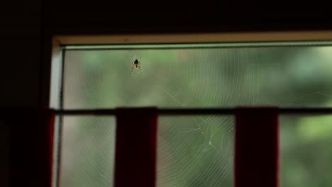 Eine-Spinne-Auf-Ihrem-Netz-Direkt-Vor-Dem-Fenster
