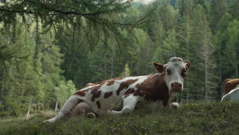 Una-Vaca-Tirada-En-La-Hierba-En-Las-Montañas-De-Los-Alpes,-En-El-Norte-De-Italia,-Detrás-Del-Bosque