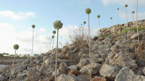 Pflanzen-Von-Allium-Polyanthum-Schultes-Wachsen-Zwischen-Den-Steinen-Am-Meer,-Endemisch-In-Spanien,-Insel-Menorca-Auf-Den-Balearen