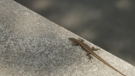 lizard-breathing-on-top-of-a-wall,-runs-away
